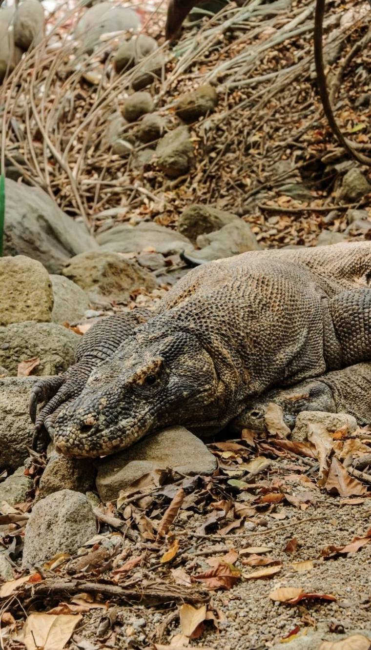 Sehari Privat: Hari Konservasi — Komodo Rinca, Restorasi Karang, Penangkaran Penyu & Pelepasan Tukik