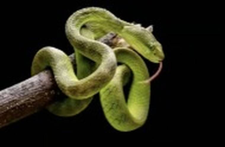 Tur Herping Malam Labuan Bajo Bersama Pemandu — Viper Pit Kuning & Satwa Malam
