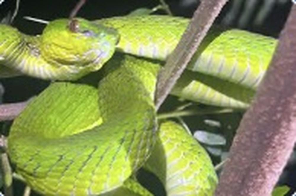 Tur Herping Malam Labuan Bajo Bersama Pemandu — Viper Pit Kuning & Satwa Malam